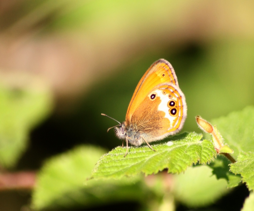 confronto tra coenonimpha